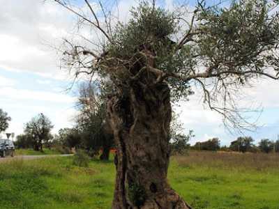 Immagine scattata da Ivano Gioffreda, domenica 17 novembre: l'ulivo che era stato ritenuto morto, ora presenta germogli evidenti